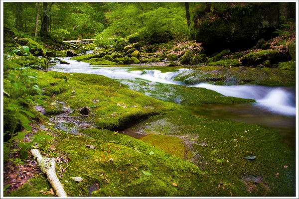 Stream in the Catskills