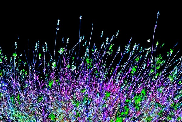 A dream of Lavender !
