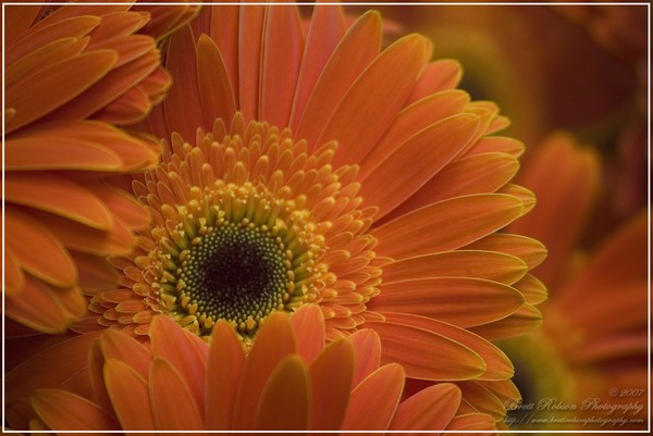 Fiori Del Florist