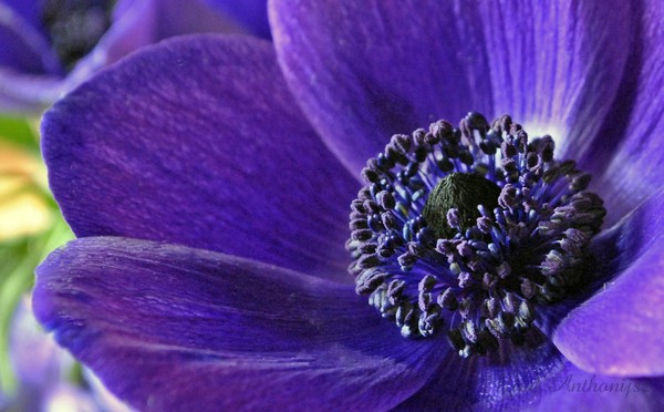 More Purple Power