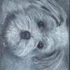 Small Charlie- Yorkie