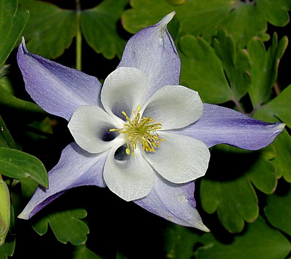 Columbine