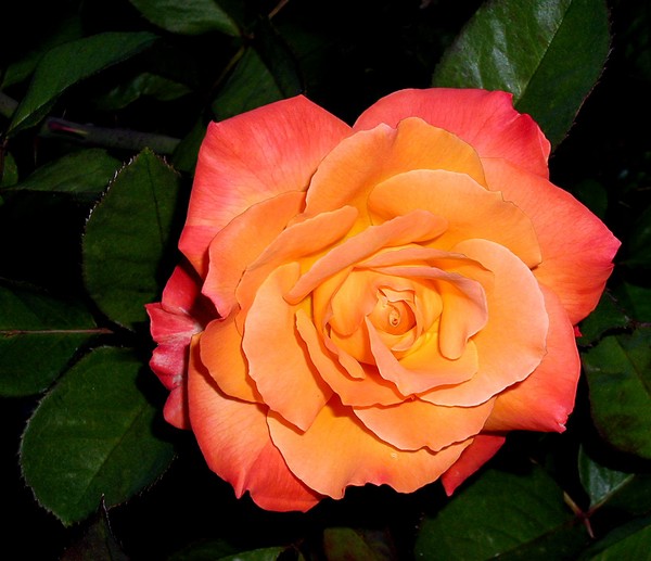 Sunset Rose