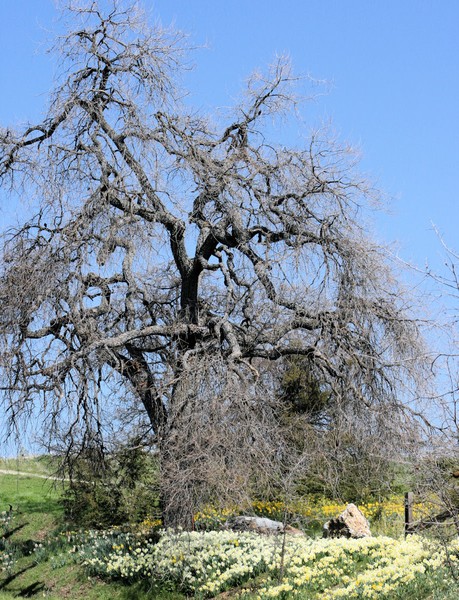 Daffodilx and Oak