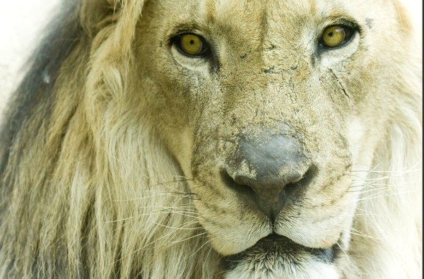 Lion's Gaze