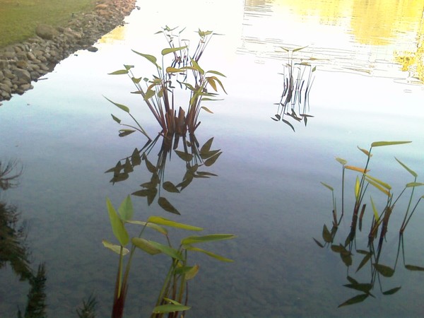 Reflexion