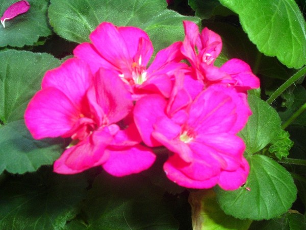 Florescent Pink Geraniums