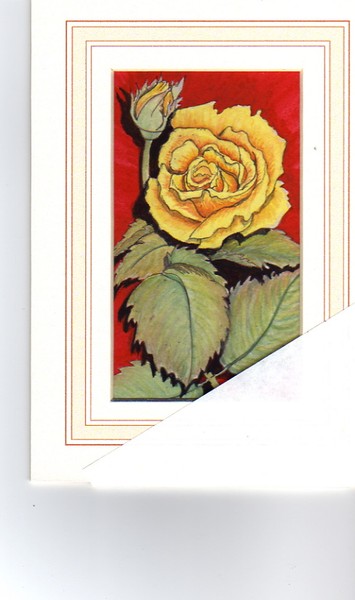 A rose is a rose is a rose.