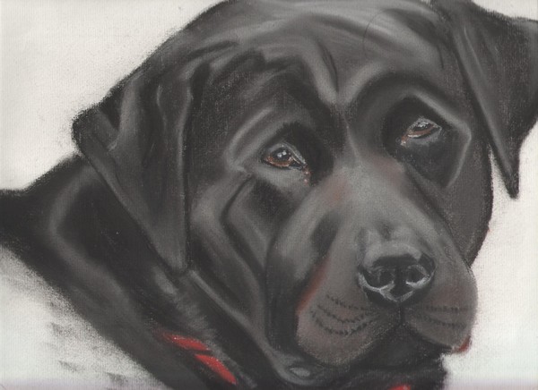 Black Lab