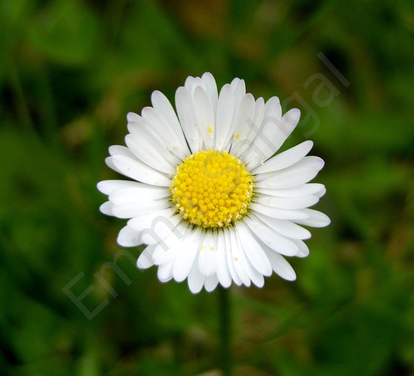 Daisy