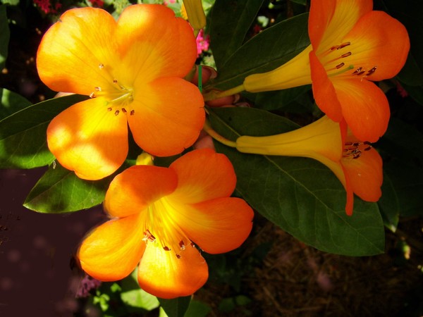    Flowers from the Aviary