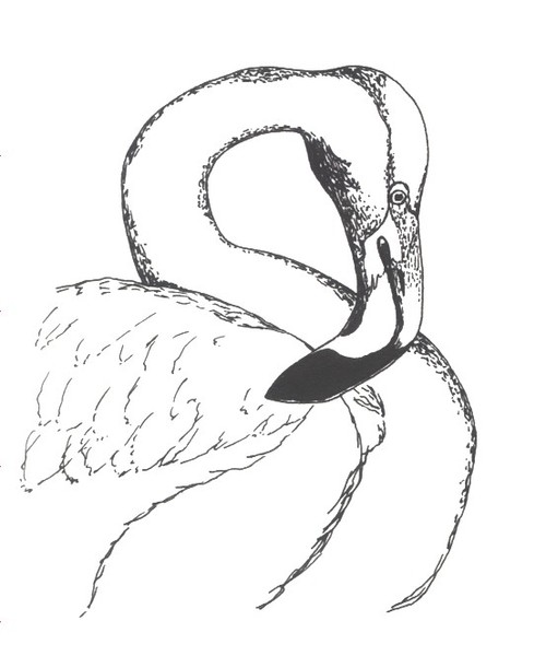 Greater flamingo