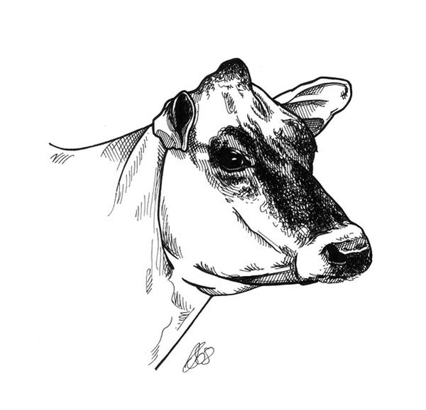 Head of Cow