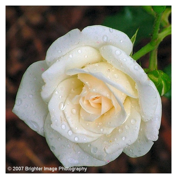 White Rose