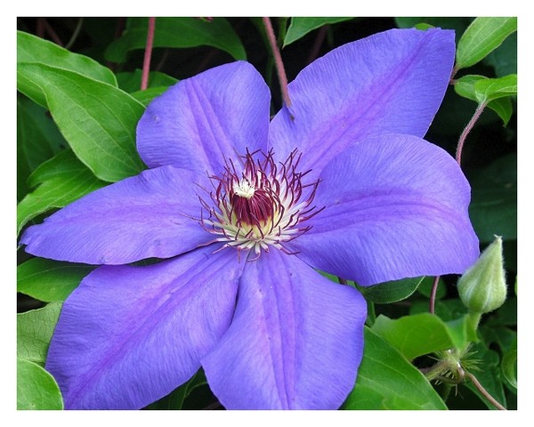 Purple Clematis