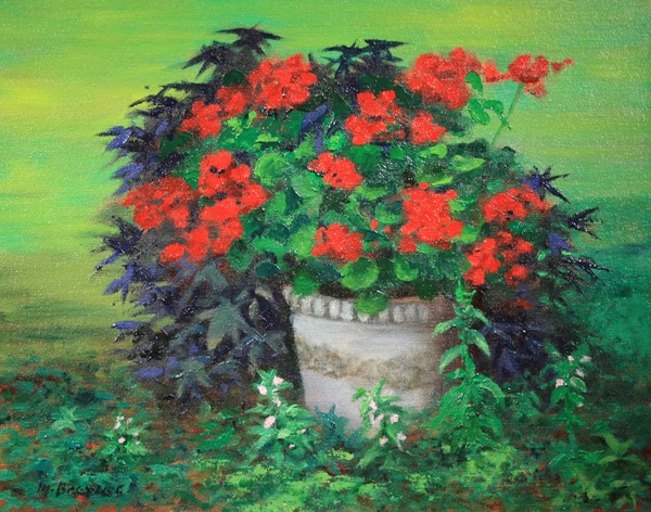 Geraniums in Shade