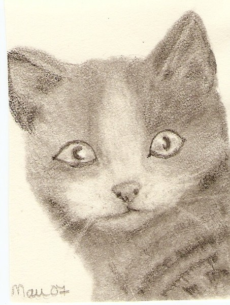 Grey Cat