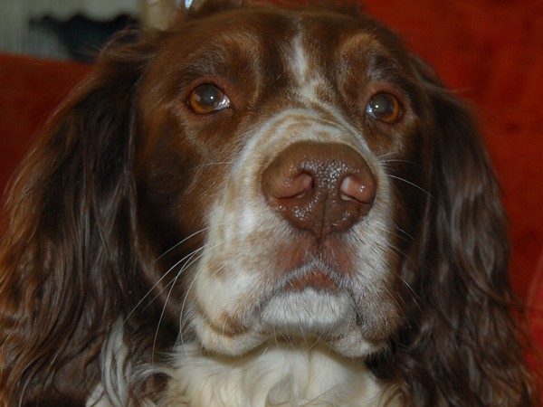 I'll pose if you give me my dinner!!! Woof