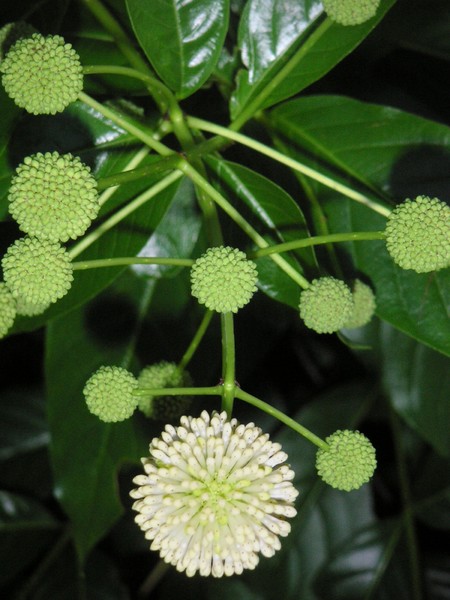 Natural Pom Poms