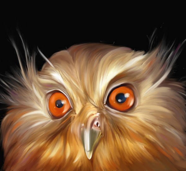 owl