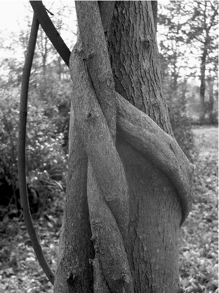 Embrace. Photo. 