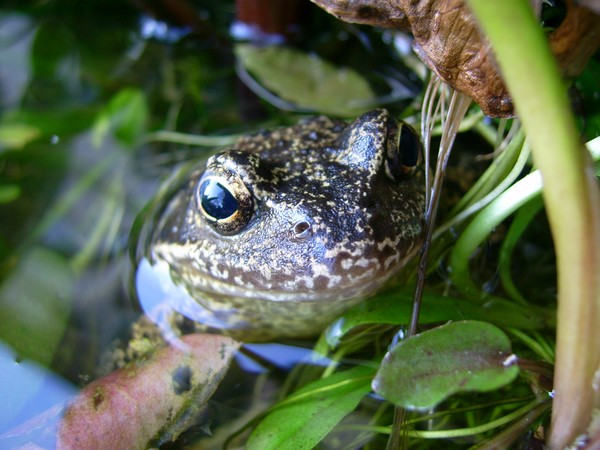 Friendly Frog