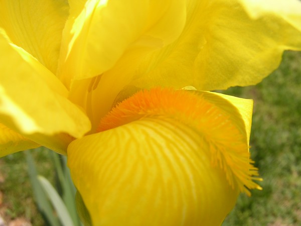 Bearded Iris