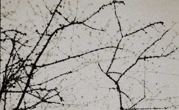 silver branch