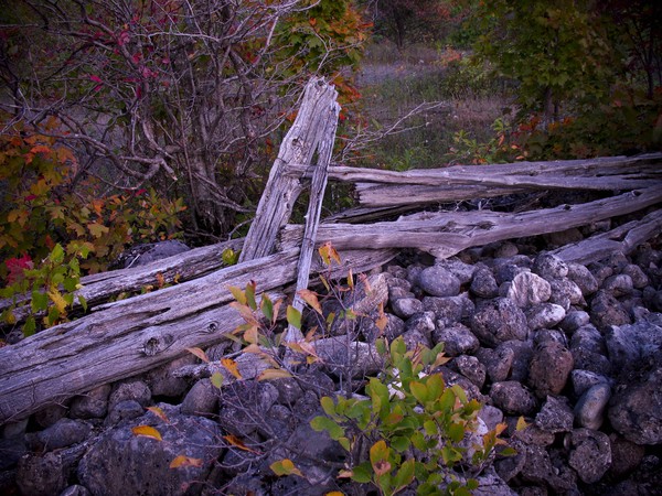 Old Fence