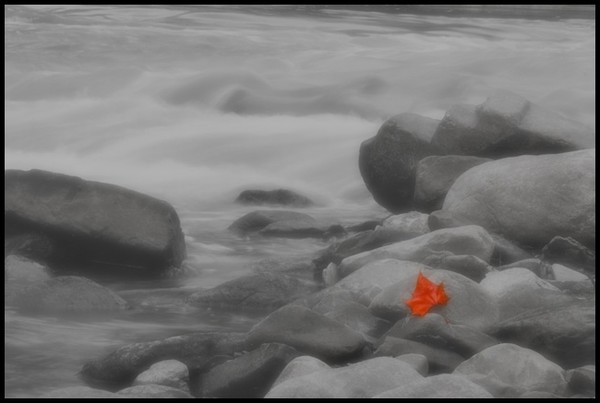 Lone Leaf