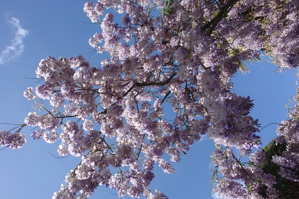 Sky in my garden...