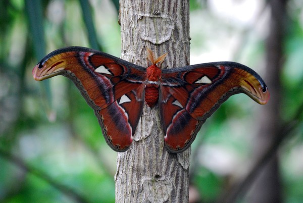 Giant Moth
