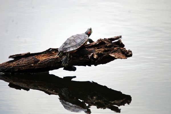 Reflections