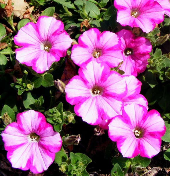 Pretty_Pinkness_1