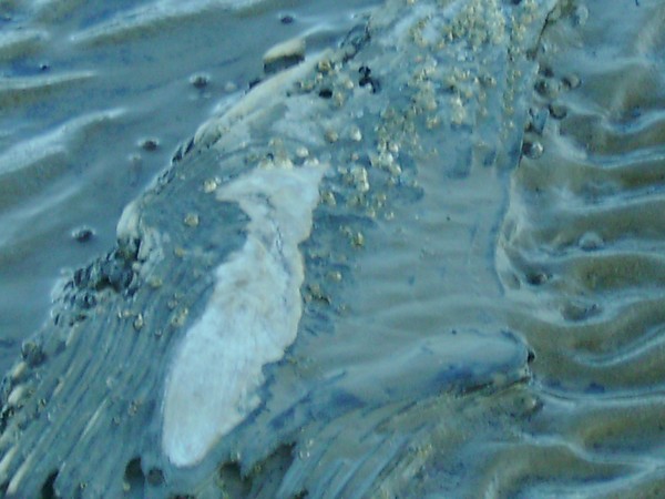 Old Driftwood