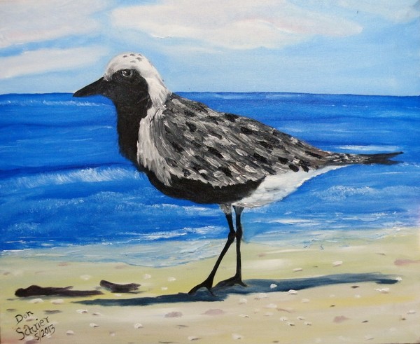 Grey Plover on Gulf Coast of Florida