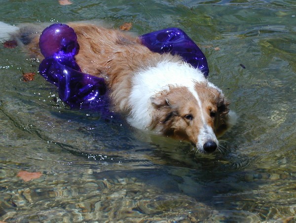 Learning to Swim