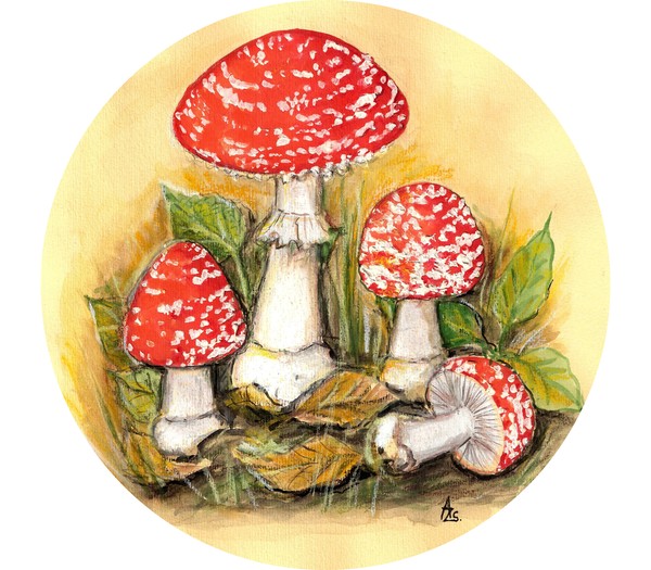 Fly Agaric - Amanita muscaria