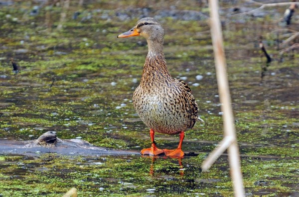  Hen Mallard