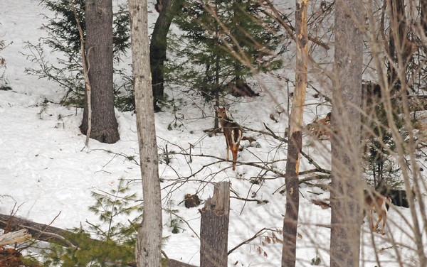               Winter White Tail 
