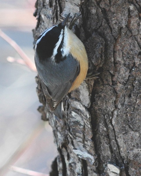 Red-breasted Nuthatch