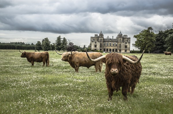 Highland Cattle 2