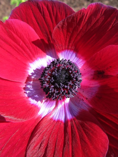 Red Anemone