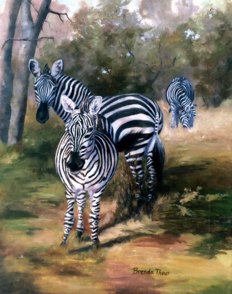 Zebras