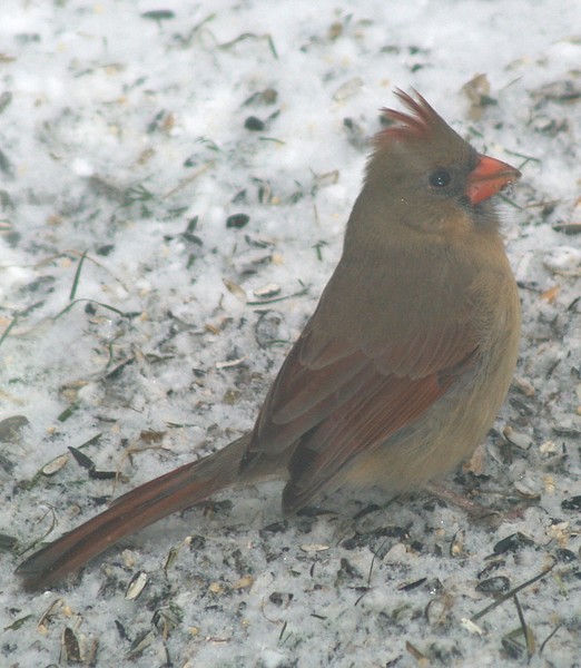 Cardinal In Winter
