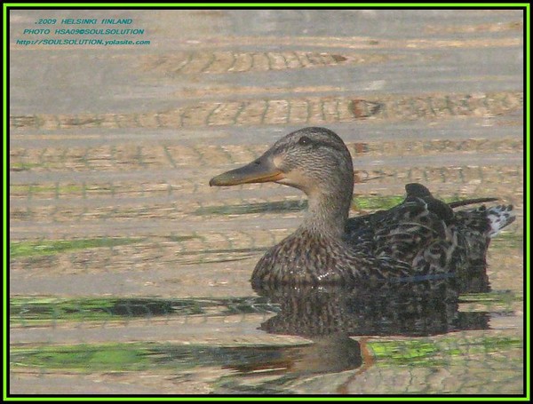 citybirds..2009