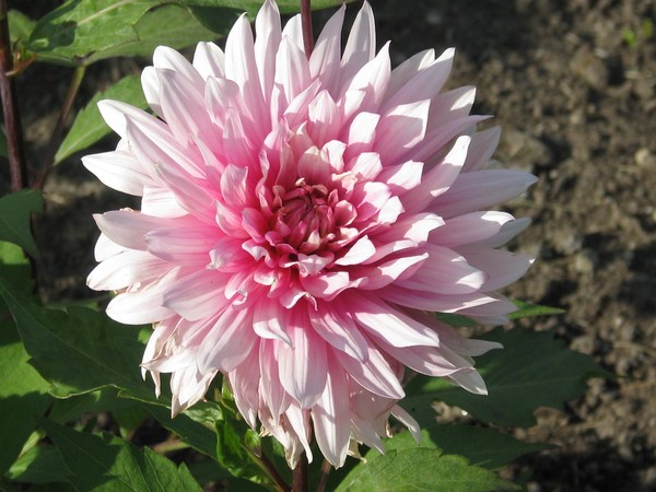 Dhalia..