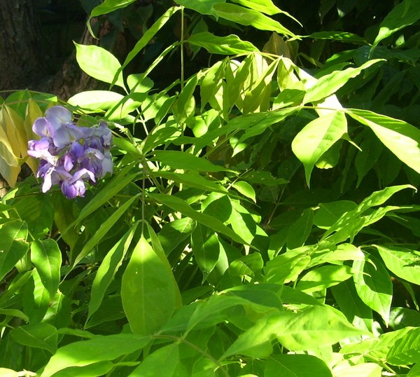 Late Bloomer
