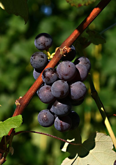 Purple Grapes on the Vine