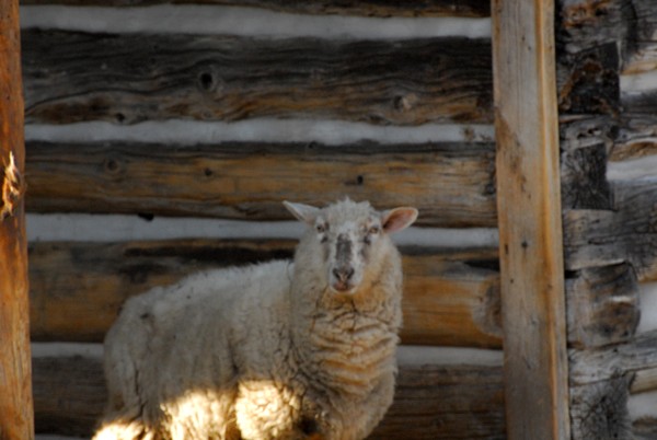George's Sheep